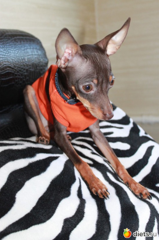 Младшенькая мини тойка Бейлис, альбом: Мои тойчики+кот