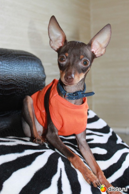 Младшенькая мини тойка Бейлис, альбом: Мои тойчики+кот