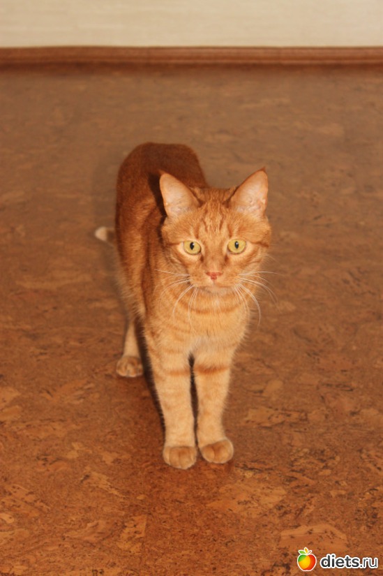 Кот Гарфилд, альбом: Мои тойчики+кот