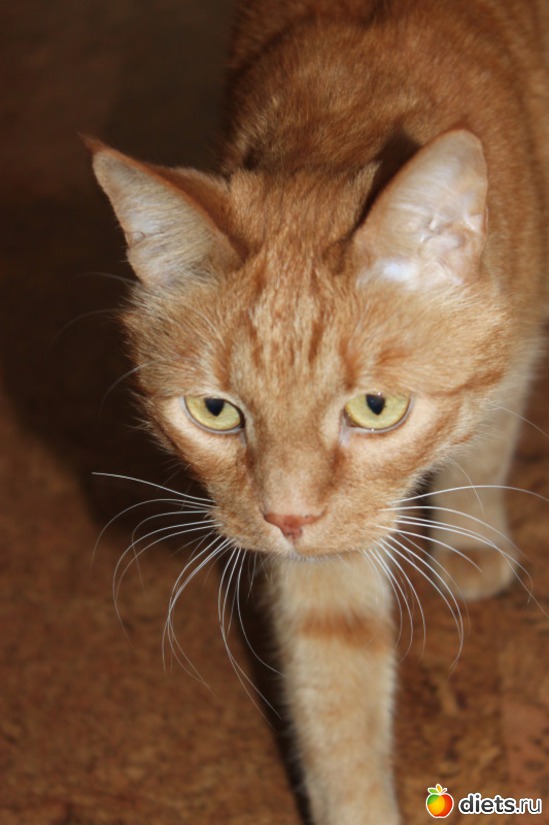 Кот Гарфилд, альбом: Мои тойчики+кот