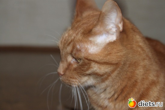 Кот Гарфилд, альбом: Мои тойчики+кот