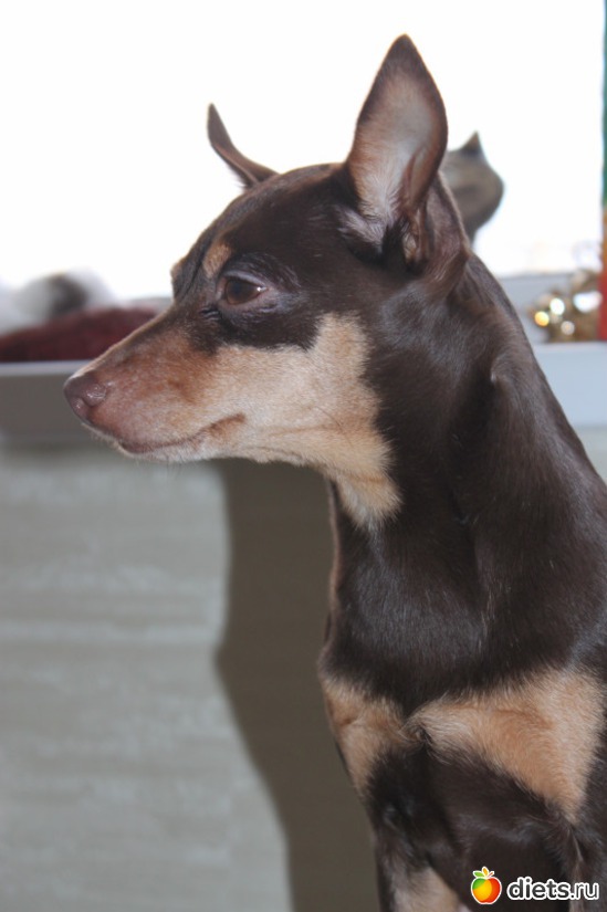 Старшенькая Лилу (мама Бейлис), альбом: Мои тойчики+кот