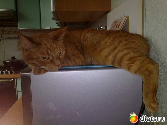 Кот Гарфилд, альбом: Мои тойчики+кот