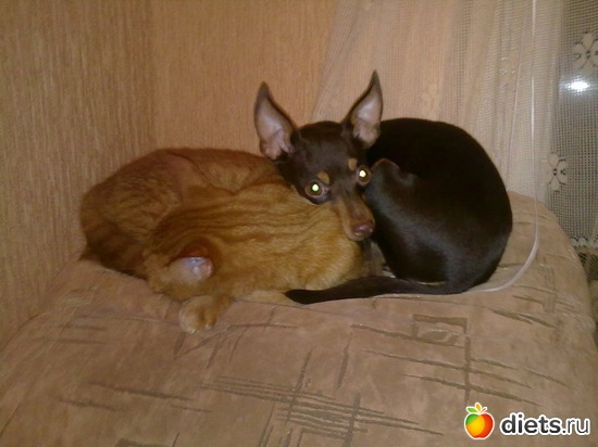 Гарфилд+Лилу, альбом: Мои тойчики+кот