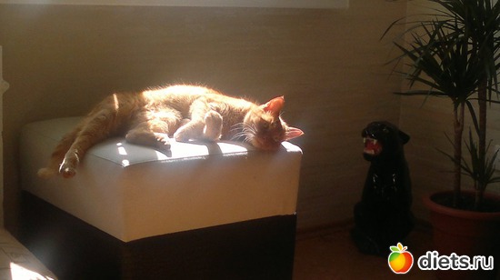 Кот Гарфилд, альбом: Мои тойчики+кот