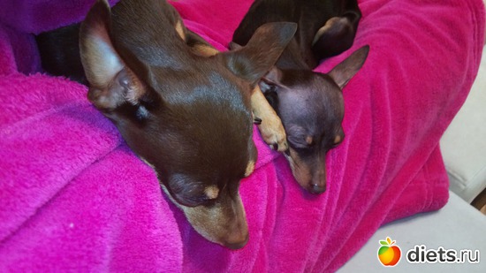 Лилу+Бейлис, альбом: Мои тойчики+кот