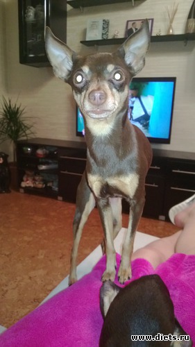 Старшенькая Лилу (мама Бейлис), альбом: Мои тойчики+кот