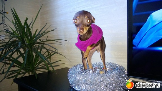 Младшенькая мини тойка Бейлис, альбом: Мои тойчики+кот