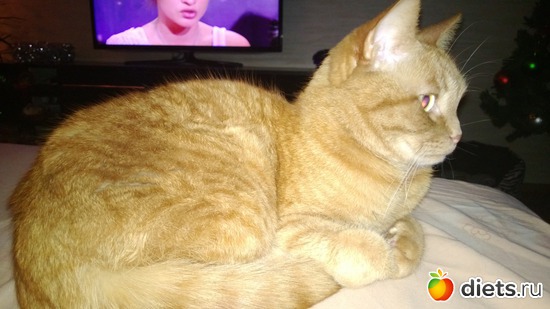 22 фото: Мои тойчики+кот