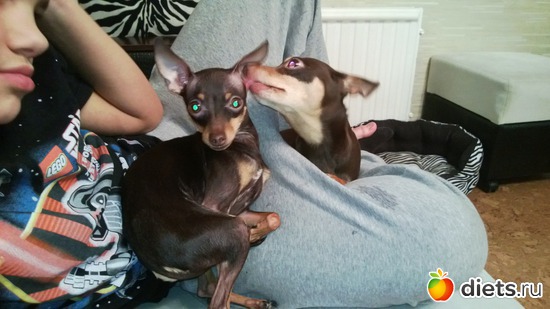 23 фото: Мои тойчики+кот