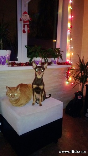 24 фото: Мои тойчики+кот