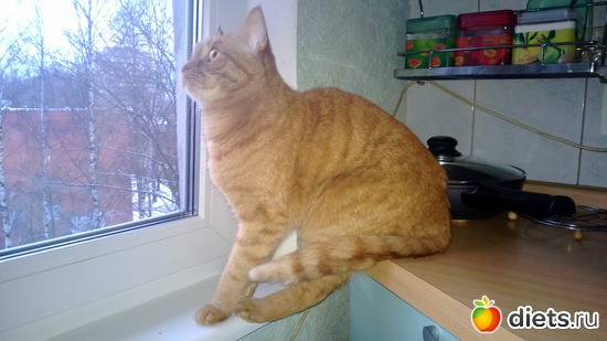 25 фото: Мои тойчики+кот