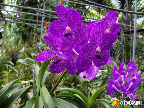 1 ����: Phuket orchid Farm