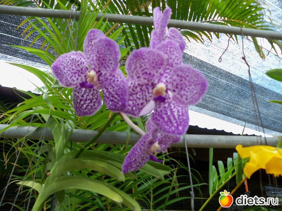 2 ����: Phuket orchid Farm