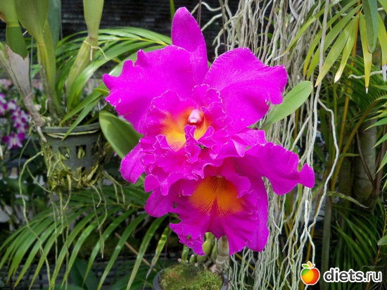 3 ����: Phuket orchid Farm