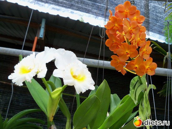 4 фото: Phuket orchid Farm