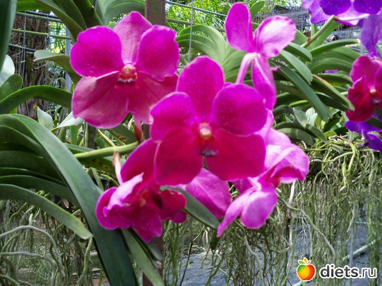 5 ����: Phuket orchid Farm