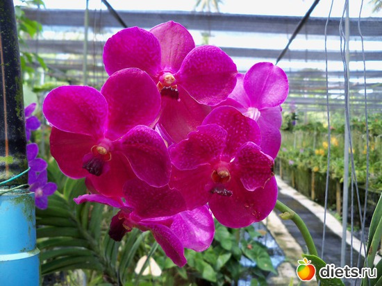 6 ����: Phuket orchid Farm
