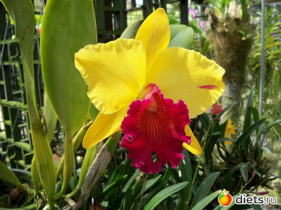 7 фото: Phuket orchid Farm