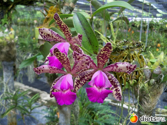 8 ����: Phuket orchid Farm