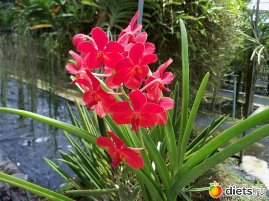 10 ����: Phuket orchid Farm