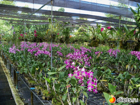 11 ����: Phuket orchid Farm