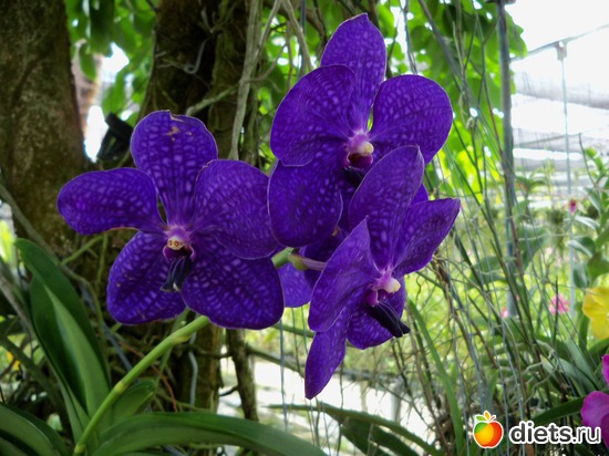 13 ����: Phuket orchid Farm