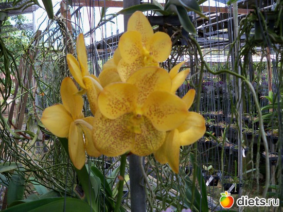14 ����: Phuket orchid Farm