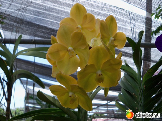 15 ����: Phuket orchid Farm