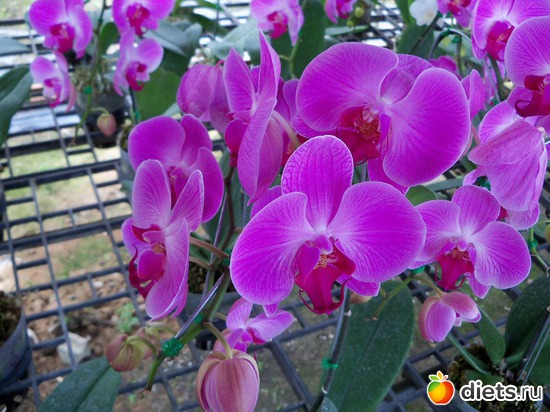 18 фото: Phuket orchid Farm