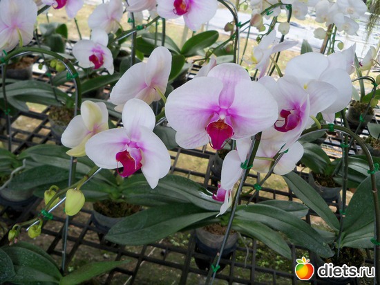 19 ����: Phuket orchid Farm