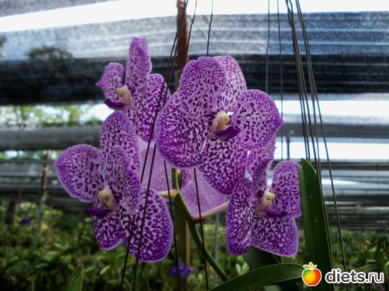 24 ����: Phuket orchid Farm