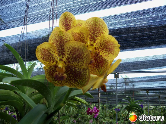 25 фото: Phuket orchid Farm