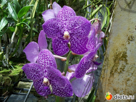 28 ����: Phuket orchid Farm
