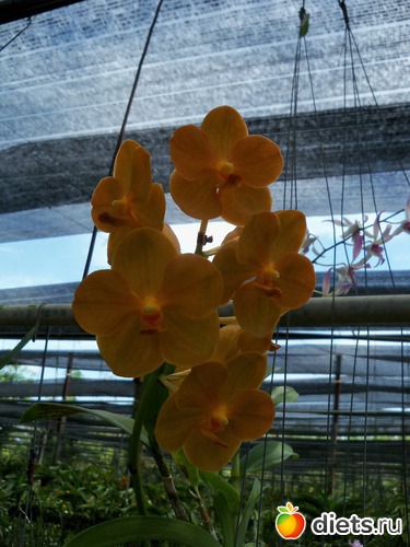 30 ����: Phuket orchid Farm