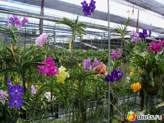 31 ����: Phuket orchid Farm