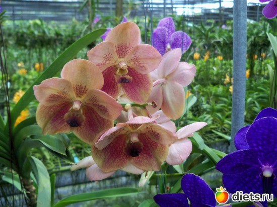 33 ����: Phuket orchid Farm