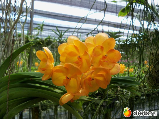 34 фото: Phuket orchid Farm