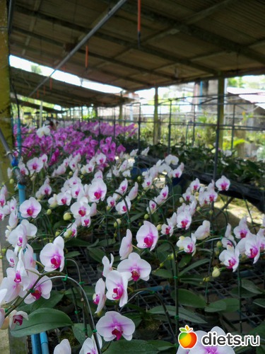 37 ����: Phuket orchid Farm
