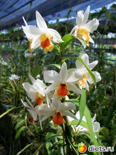 39 ����: Phuket orchid Farm