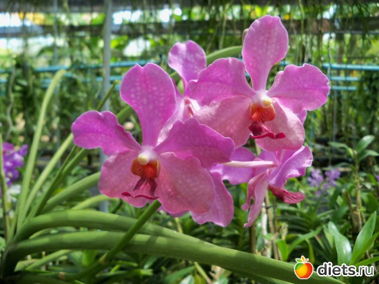 40 ����: Phuket orchid Farm