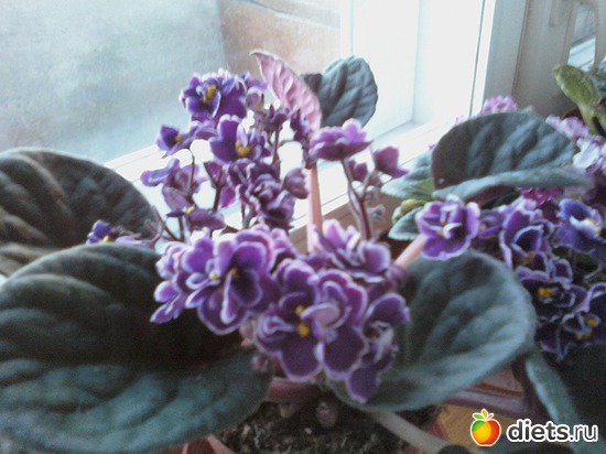 3 фото: Мои любимцы.