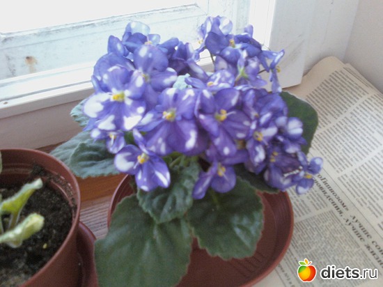 7 фото: Мои любимцы.