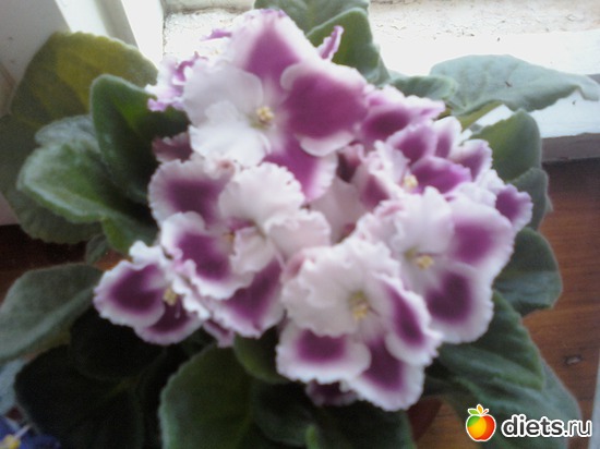 8 фото: Мои любимцы.