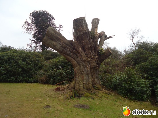 15 ����: �������� �..."Virginia water lake".. :)