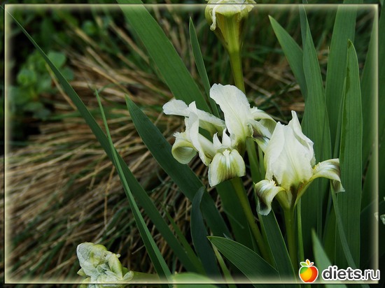 3 фото: Мой любимый сад