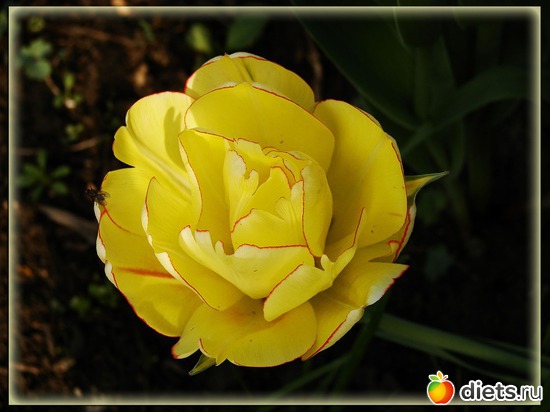 4 фото: Мой любимый сад