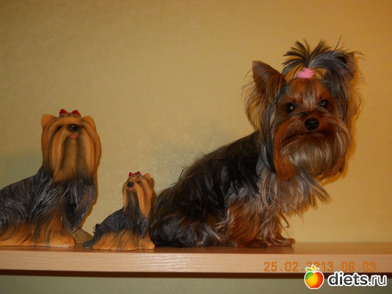 26 фото: Чудо на 4-ёх лапках Тори.