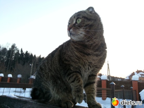 11 фото: мои коты