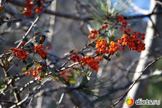 116 фото: Салоники-Халкидики-Лутраки декабрь 2012-январь 2013
